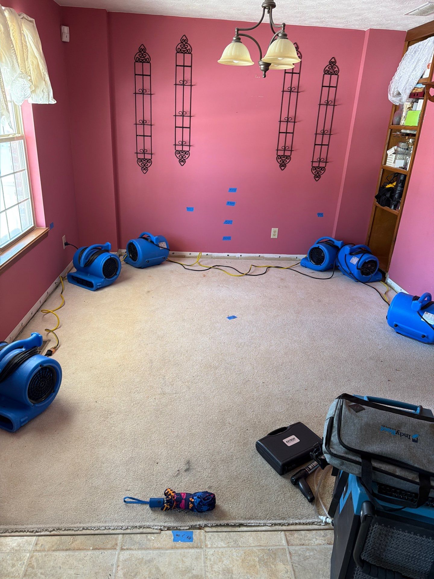 How Fast Mold Grows After Water Damage in Converse